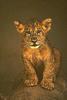 African lion (Panthera leo)  relaxing cub