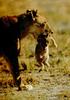 African lion (Panthera leo)  mother carrying cub in mouth