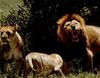 African lion (Panthera leo)  family
