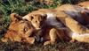 African lion (Panthera leo)  mother and cub