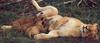 African lion (Panthera leo)  mother and cub