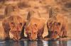 African lion (Panthera leo)  : lioness lapping water