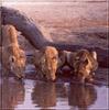 African lion (Panthera leo)  : lioness lapping water