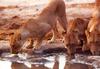 African lion (Panthera leo)  : lioness lapping water