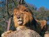 African lion (Panthera leo)  male