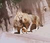 African lion (Panthera leo)  males