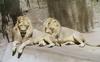 African lion (Panthera leo)  males