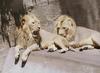 African lion (Panthera leo)  males
