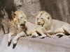 African lion (Panthera leo)  males