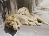 African lion (Panthera leo)  males