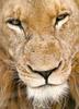 African lion (Panthera leo)  male face