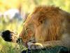 African lion (Panthera leo)  male face