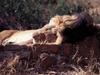 African lion (Panthera leo)  male sleeping