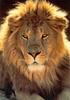 African lion (Panthera leo)  male head