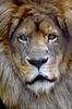 African lion (Panthera leo)  male head
