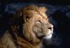 African lion (Panthera leo)  male face