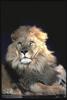 African lion (Panthera leo)  male face