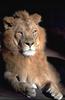 African lion (Panthera leo)  male face