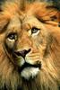 African lion (Panthera leo)  male face