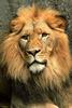 African lion (Panthera leo)  male face