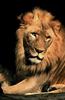 African lion (Panthera leo)  male face