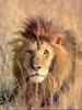 African lion (Panthera leo)  male face