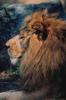 African lion (Panthera leo)  male face