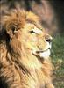 African lion (Panthera leo)  male face