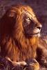 African lion (Panthera leo)  male face