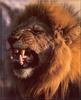 African lion (Panthera leo)  male head