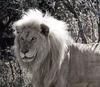 African lion (Panthera leo)  - white lion