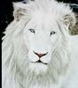 African lion (Panthera leo)  - white lion