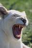 African lion (Panthera leo)  - white lion