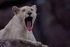 African lion (Panthera leo)  - white lion