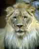 African lion (Panthera leo)  male head