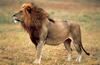 African lion (Panthera leo)  male