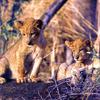 African lion (Panthera leo)  cub