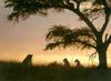 African lion (Panthera leo)  in twilight