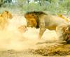African lion (Panthera leo)  group