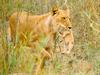 African lion (Panthera leo)  lioness carrying cub in mouth