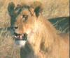 African lion (Panthera leo)  lioness