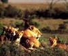 African lion (Panthera leo)  family