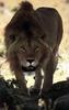 African lion (Panthera leo)  male pacing