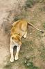 African lion (Panthera leo)  lioness