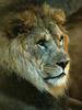 African lion (Panthera leo)  male face