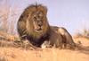 African lion (Panthera leo)  male in desert
