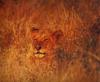 African lion (Panthera leo)  lioness in bush