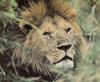 African lion (Panthera leo)  male head