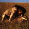 African lion (Panthera leo)  mating pair