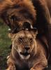 African lion (Panthera leo)  mating pair